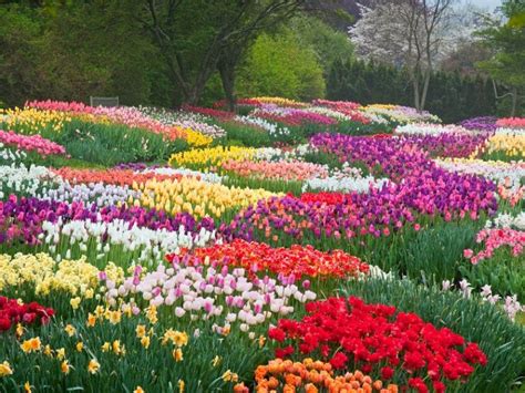 玉合公園怎麼樣 今年公園裡的花開得特別美麗